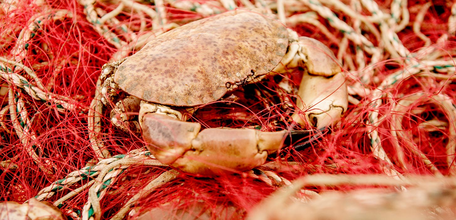 Nordvestkyst - krabbe