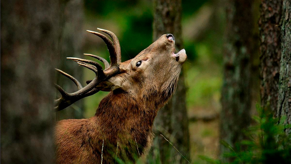 Krondyr - hedevang outdoor