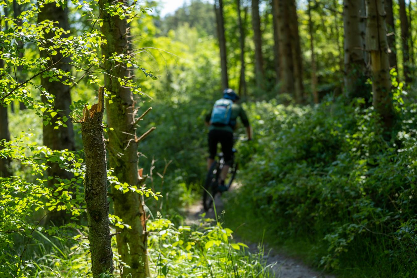 Mountainbike i skoven