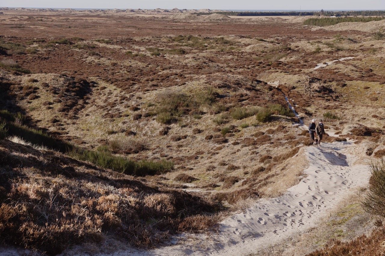 Naturvandring i Rødhus Klitplantage