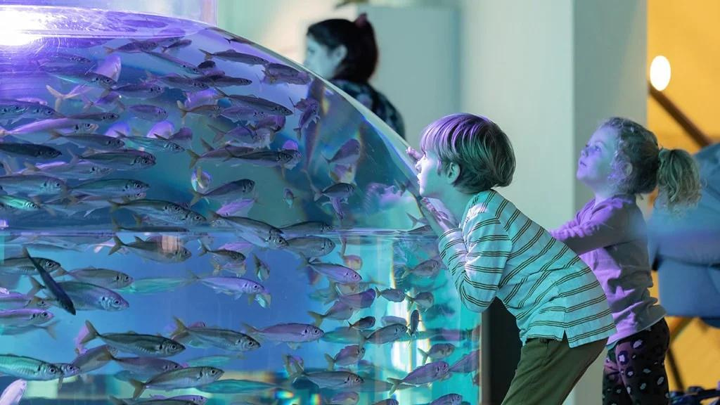 nordsøen ocenarium - efterårsudstilling