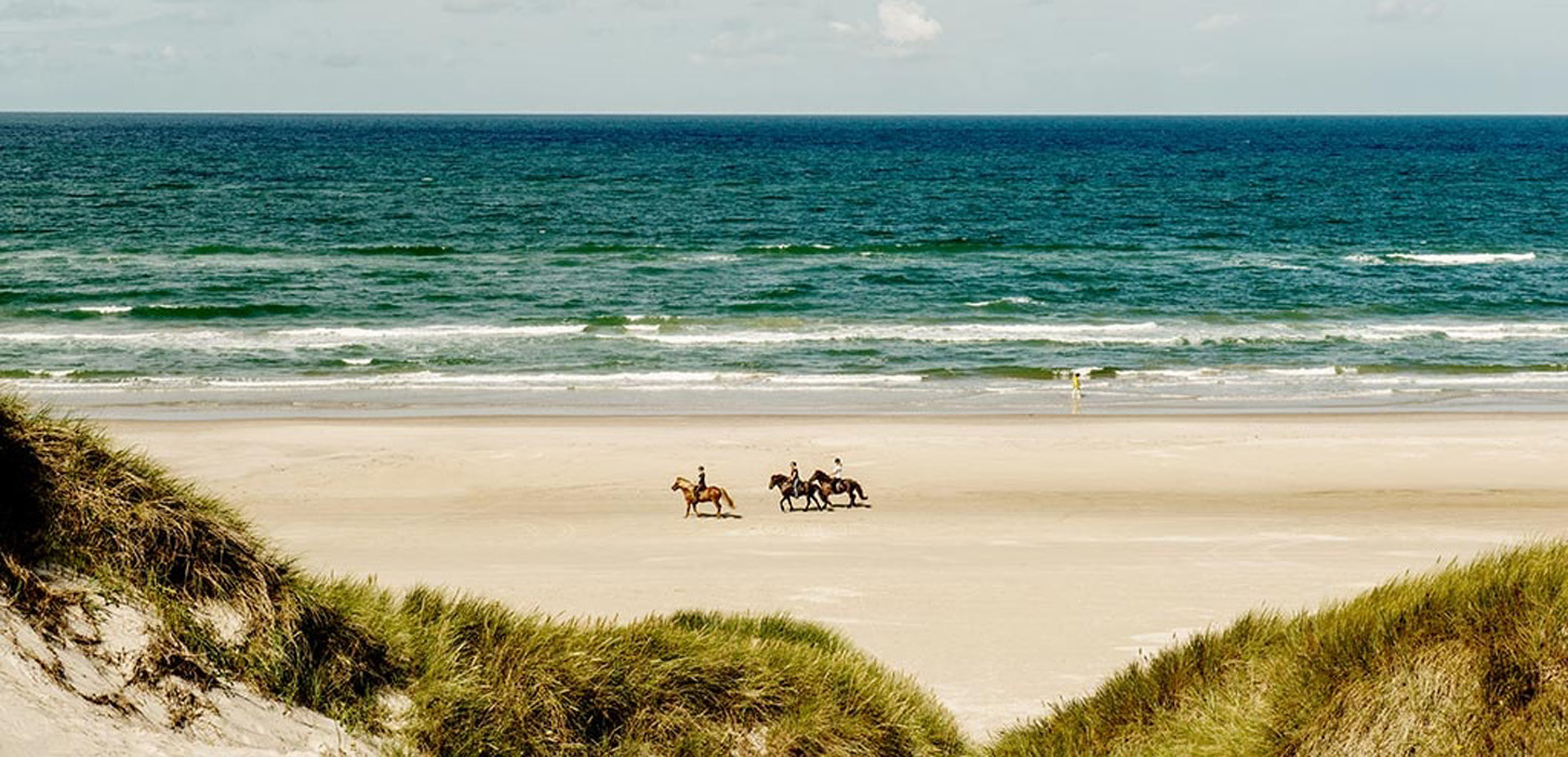 Blokhus, hest, kærgården, islænder