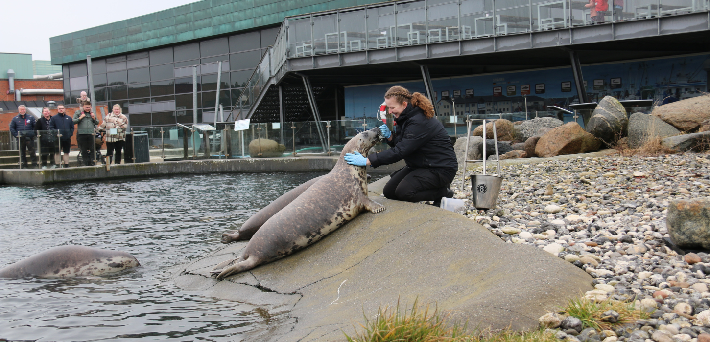 Sæl, Nordsøen Oceanarium