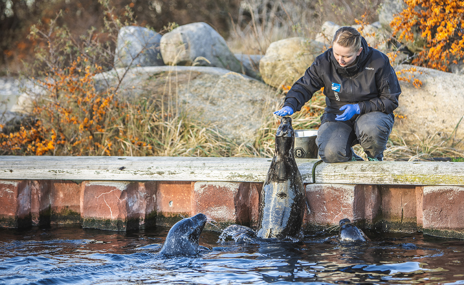 Sæler, Nordsøen Oceanarium