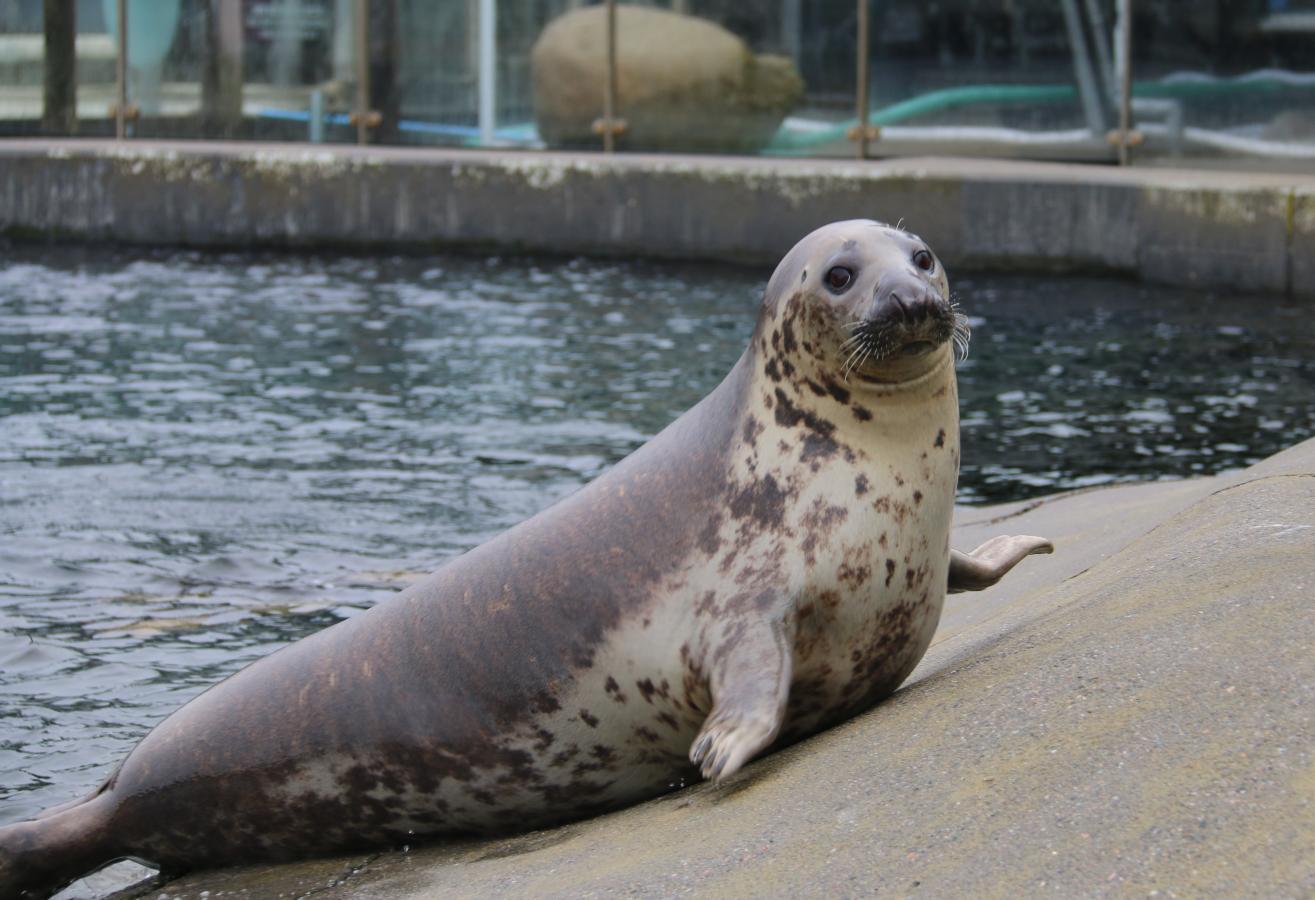Lene, Nordsøen Oceanarium 