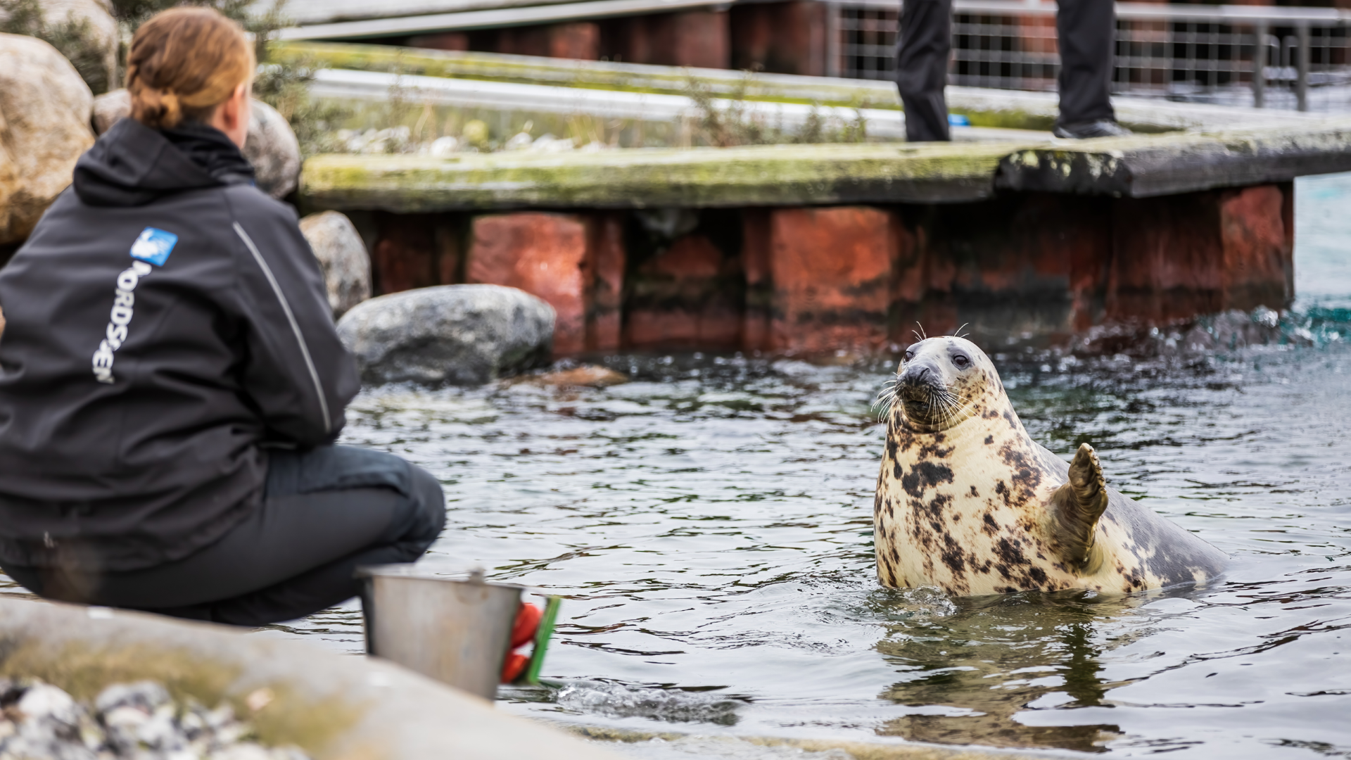 Nordsøen Oceanarium - Sælfodring