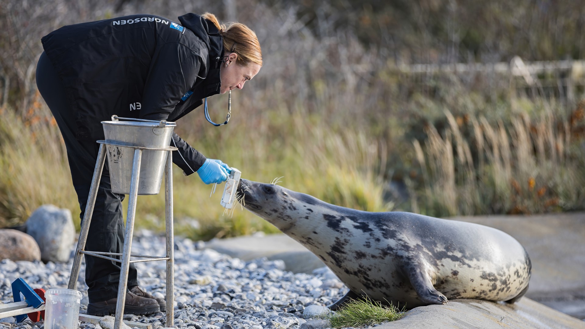 Nordsøen Oceanarium - Sælfodring