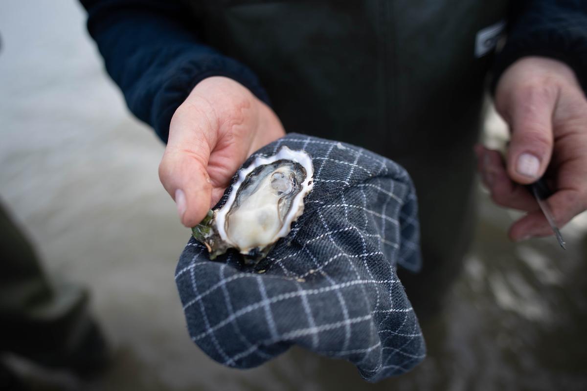 Østerssafari med Jyllandsakvariet