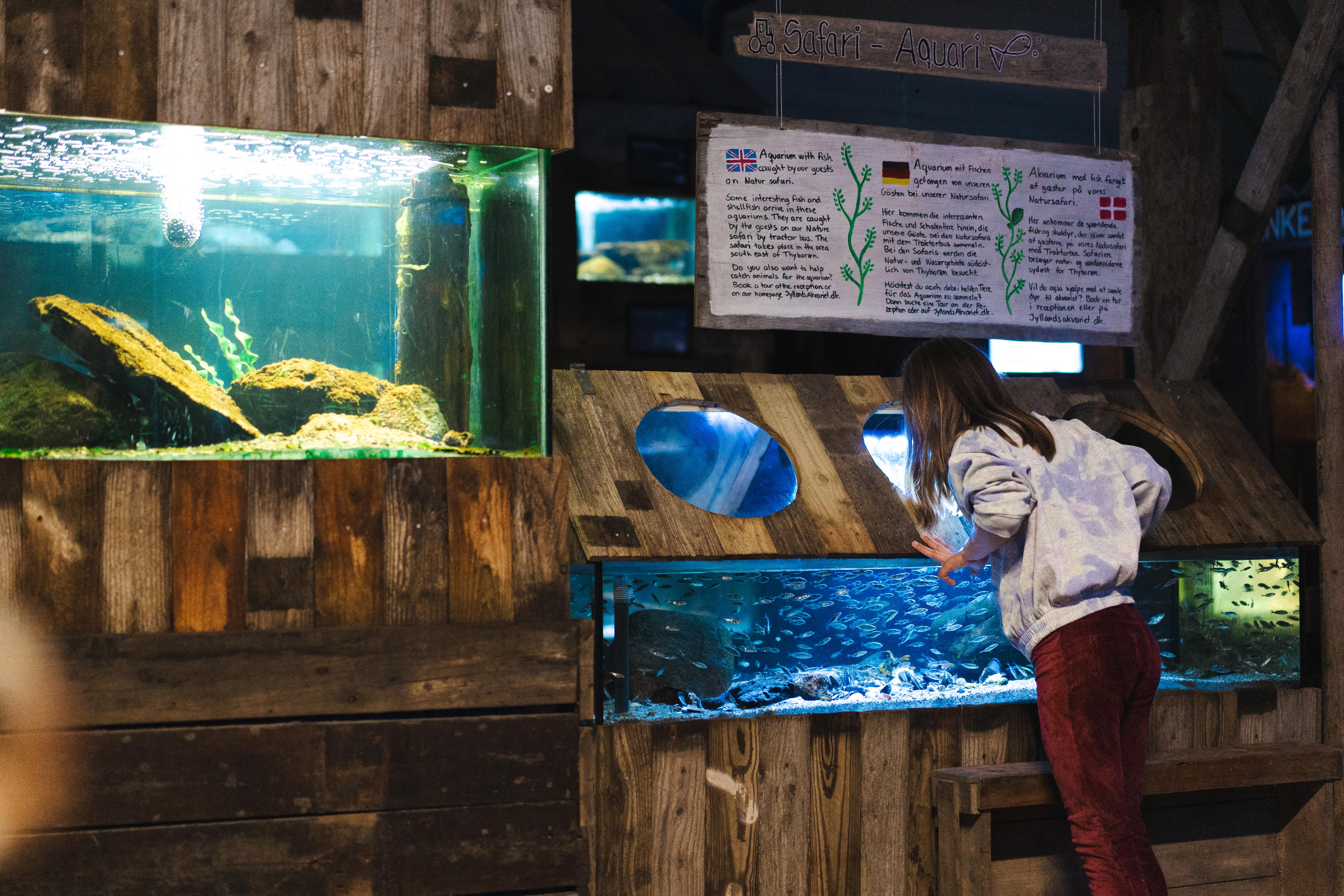 Barn ved Jyllandsakvariet