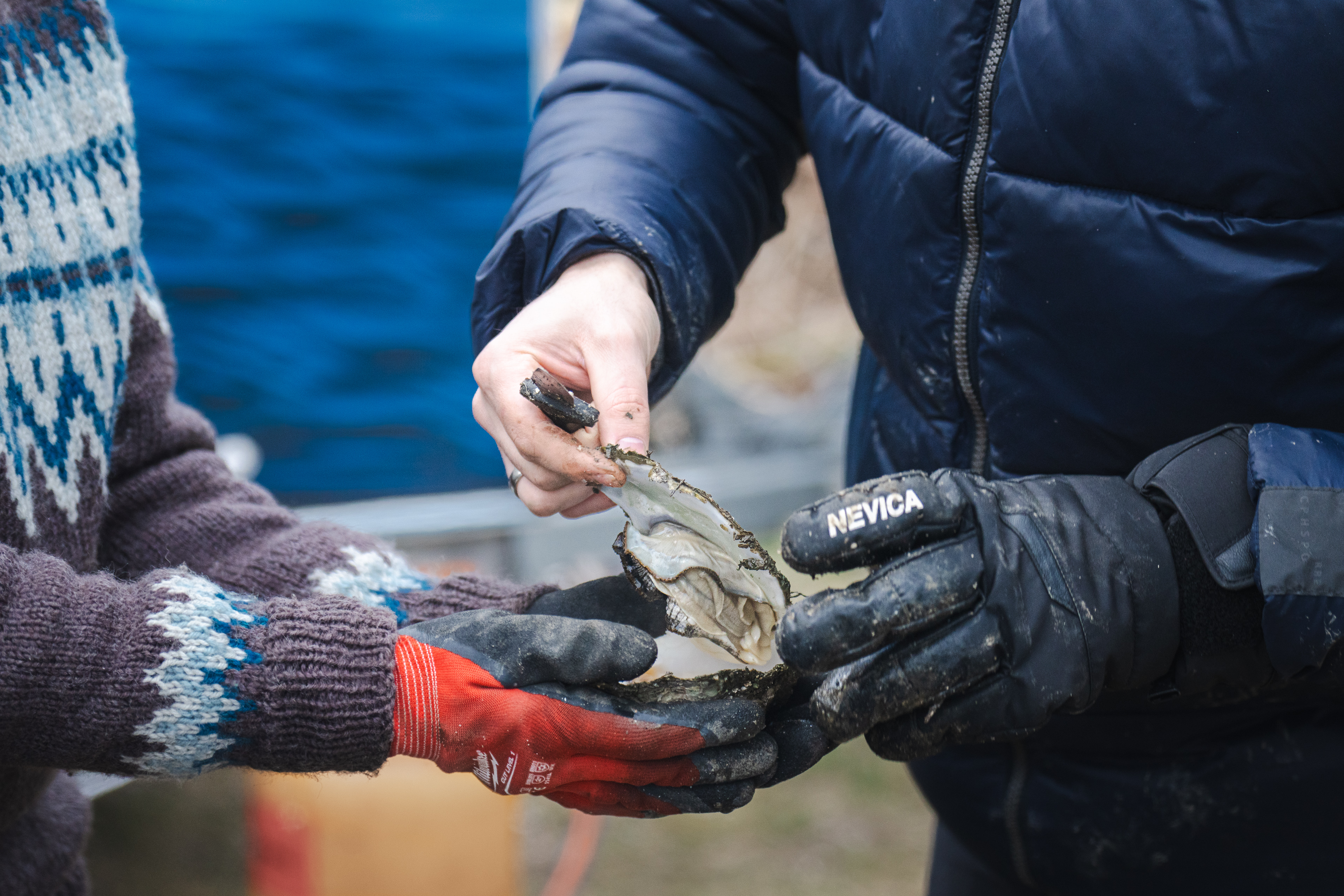 Østerssafari med Jyllandsakvariet