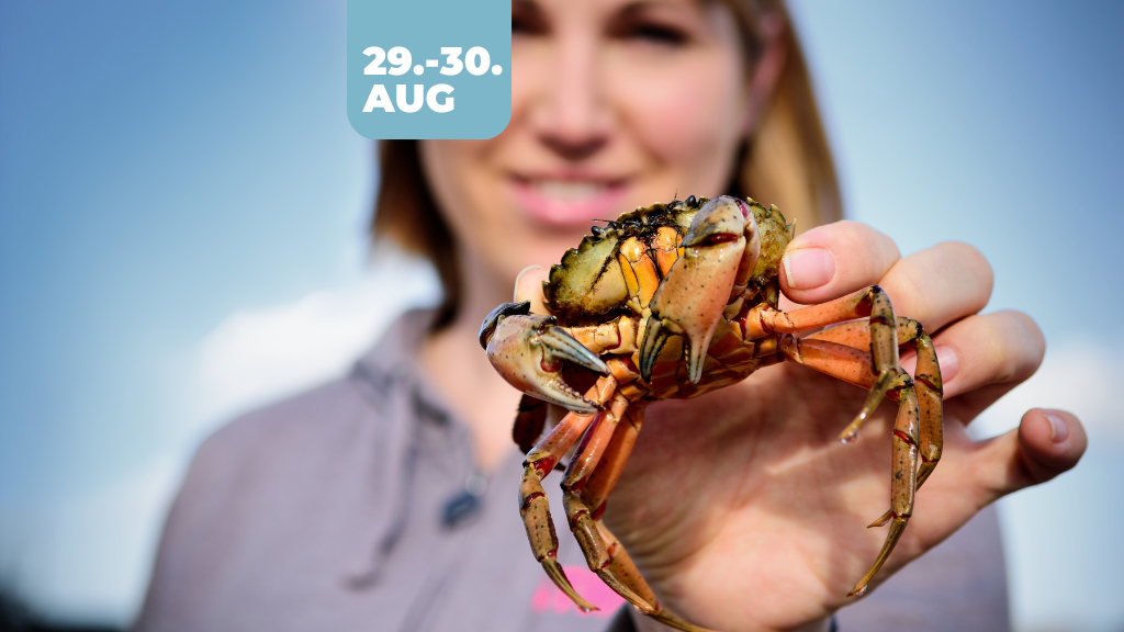 Hook & Cook_Krabbefestival i Lemvig_2025