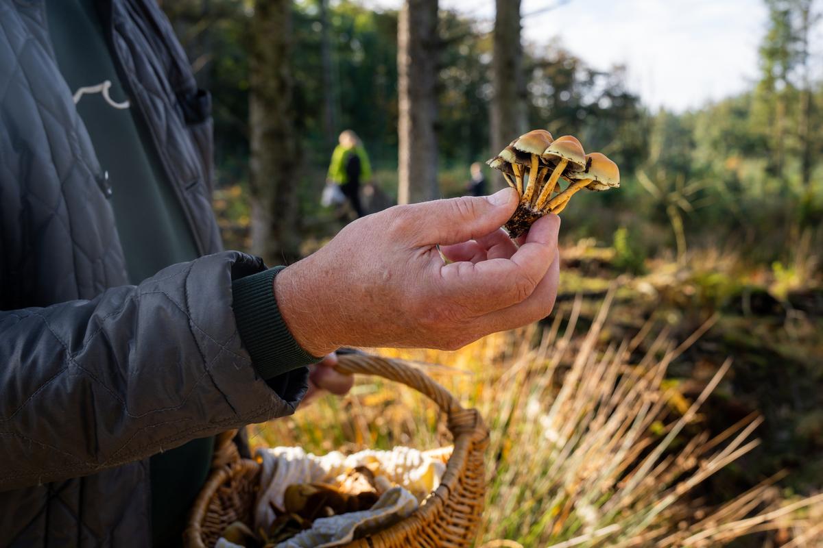 Guidet svampejagt i Løkken