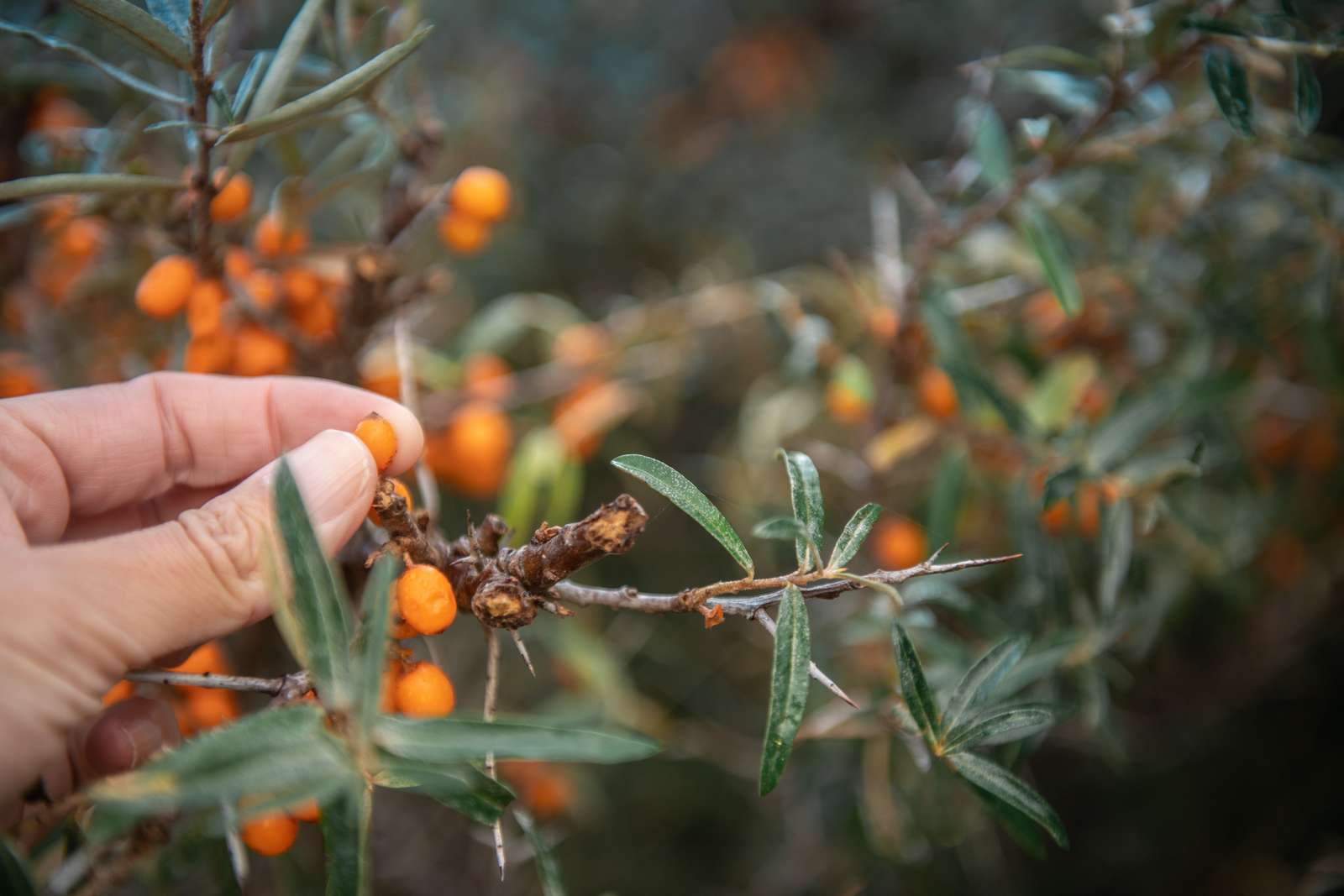 Havtorn ved rubjerg knude
